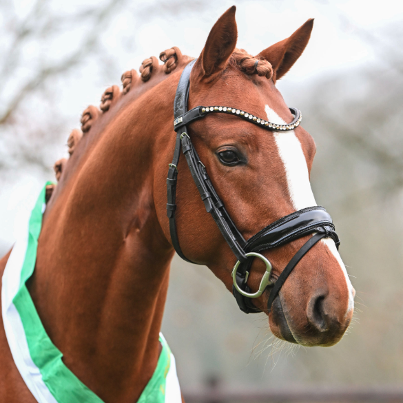 FS Dance For You Image